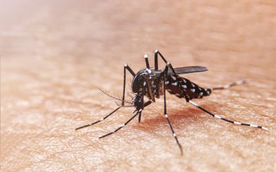 Chief Medical Officer says ‘No Cause For Concern’ and no local transmission from imported case of Dengue in Cayman Brac in November