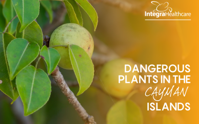 Dangerous Plants in the Cayman Islands
